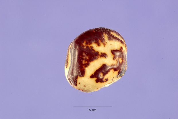 Phaseolus lunatus