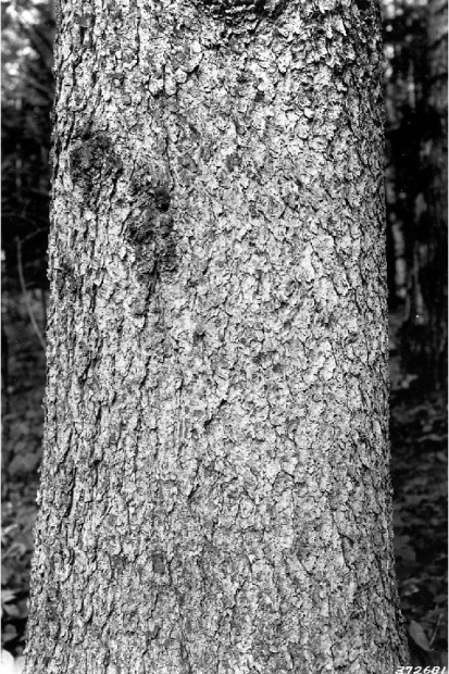 Picea glauca