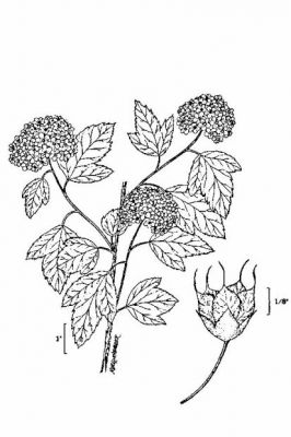 Physocarpus opulifolius - 