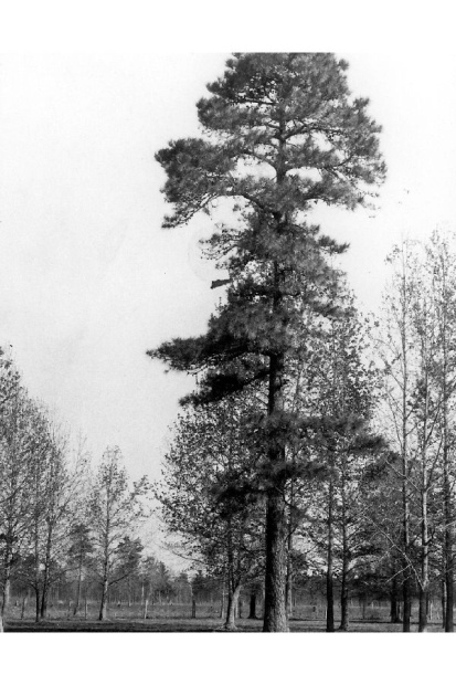 Pinus serotina