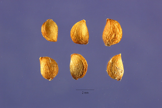 Potamogeton filiformis Pers.