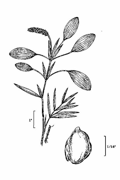 Potamogeton gramineus L.