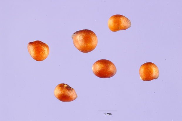 Potentilla palustris (L.) Scop.