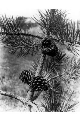 Pinus rigida - 