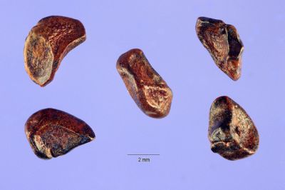 Pittosporum undulatum