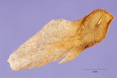 Plumeria alba - North America