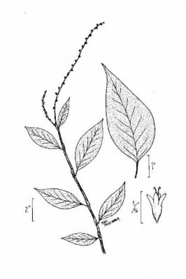 Polygonum virginianum - Michigan