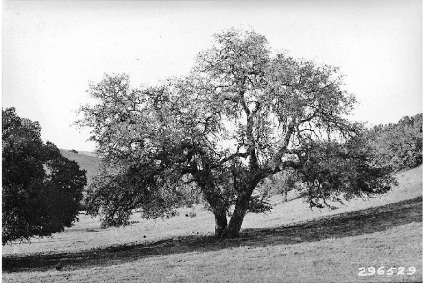 Quercus dumosa