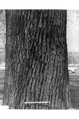 Quercus macrocarpa