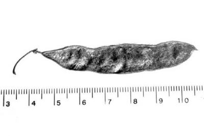 Robinia pseudoacacia