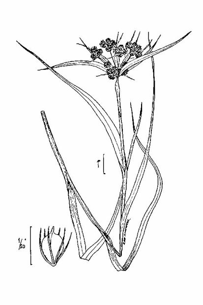 Scirpus atrovirens Willd.