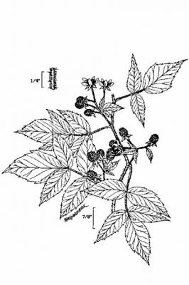 Rubus idaeus - 