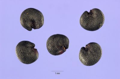 Saponaria officinalis L. 