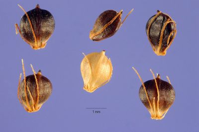 Schoenoplectus mucronatus (L.) Palla