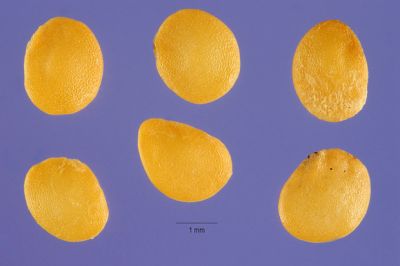 Solanum carolinense L. 