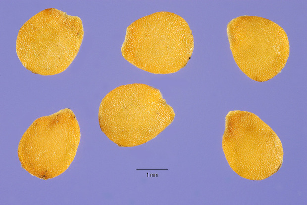 Solanum triflorum Nutt.
