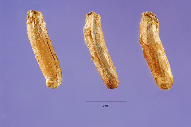 Stratiotes aloides L.