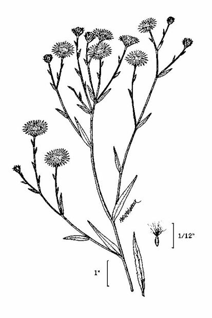 Symphyotrichum lanceolatum (Willd.) G. L. Nesom