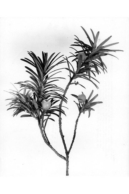 Taxus baccata L.