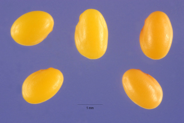 Trifolium angustifolium L.