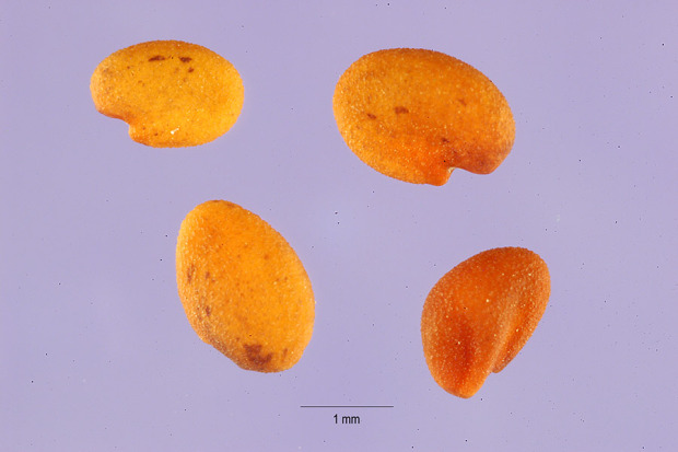 Trigonella caerulea (L.) Ser.