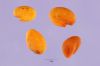 Trigonella caerulea - Tracey Slotta - USDA-NRCS PLANTS Database - Not copyrighted image