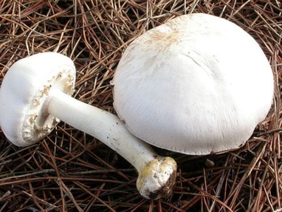 Agaricus xanthoderma