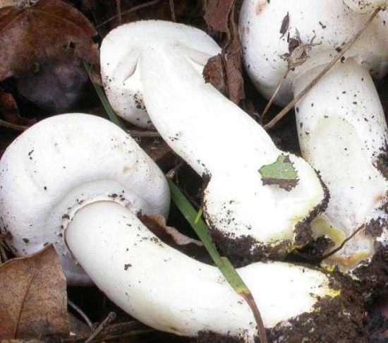 Agaricus xanthoderma