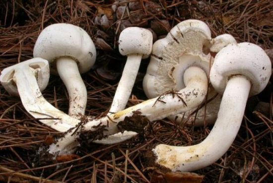 Agaricus xanthoderma