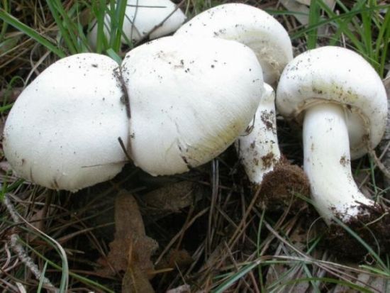 Agaricus xanthoderma