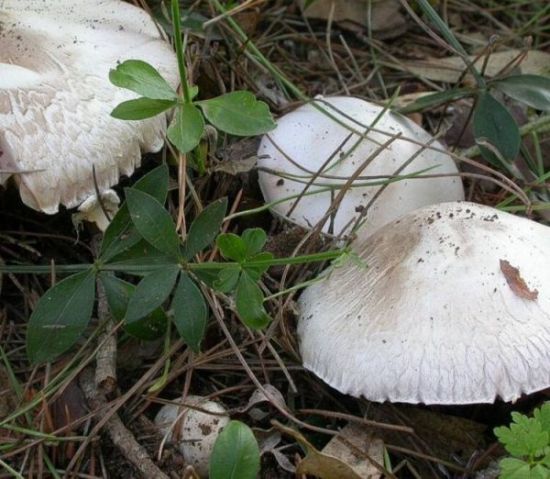 Agaricus xanthoderma var.griseus