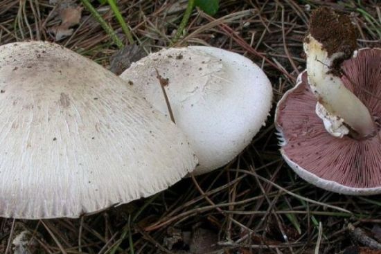 Agaricus xanthoderma var.griseus