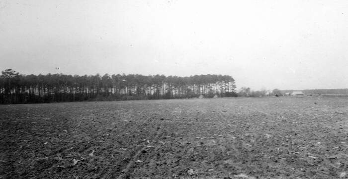 Pine forest and garden, eastern shore, Virginia. 1920.