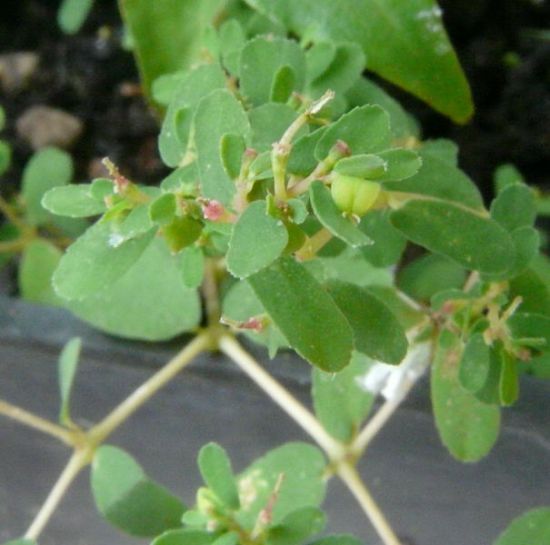 Chamaesyce humifusa (Willd. ex Schltr.) Prokh.