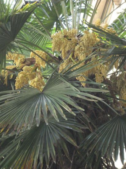 Trachycarpus fortunei (Hooker) Wendl.