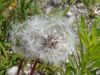 Crepis foetida,
achicoria,
almeiroa-dos-comboios,
cr&eacute;pis f&eacute;tide,
Radicchiella selvatica,
roadside hawk's-beard,
Stinkender Pippau,
Stinking Hawk's Beard,
stinking hawk's-beard,
stinking hawksbeard