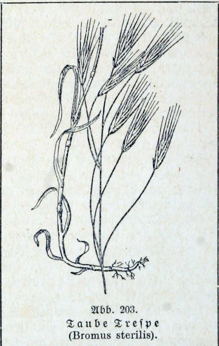 Anisantha sterilis (L.) Nevski
