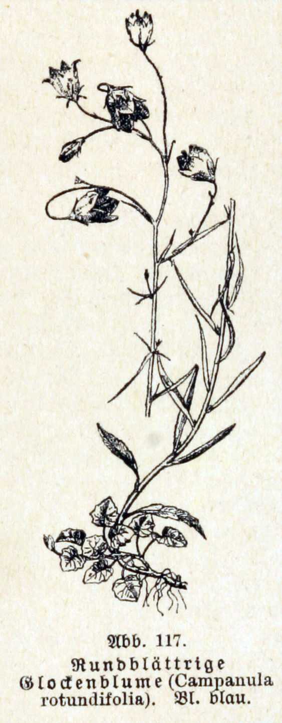 Campanula rotundifolia L.