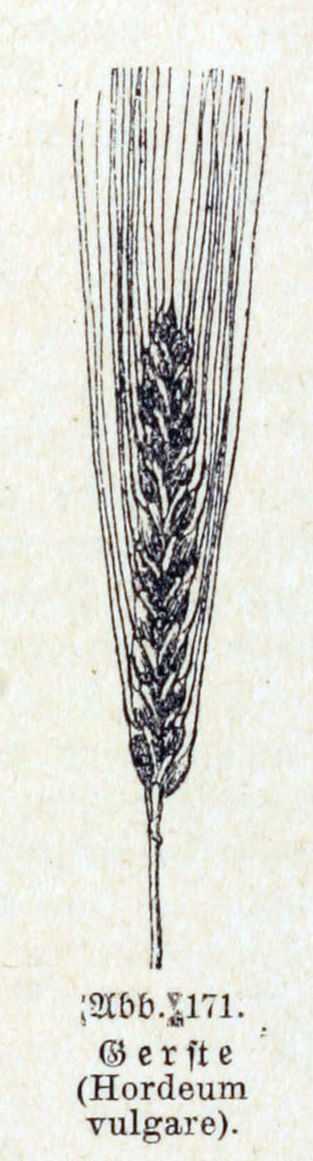 Hordeum vulgare L.