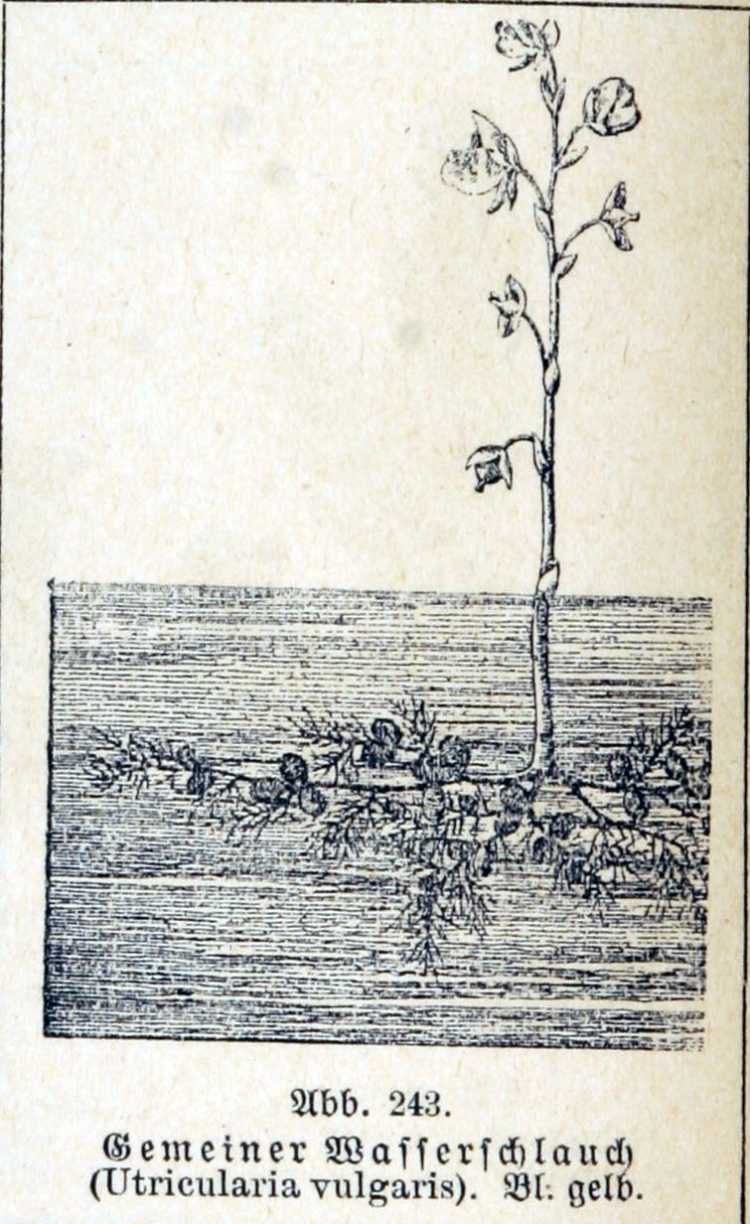 Utricularia vulgaris L.