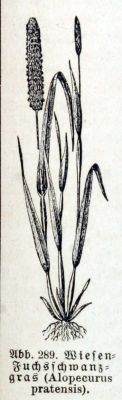 Alopecurus pratensis