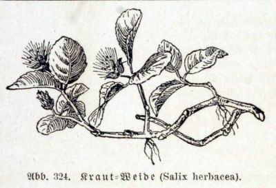 Salix herbacea