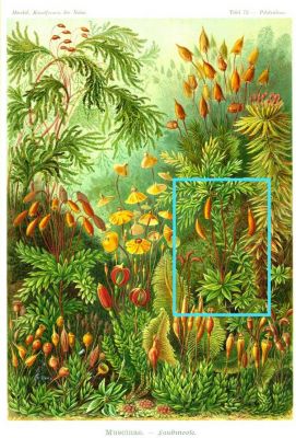Rhodobryum roseum