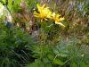 Crepis paludosa,
Marsh Hawk's Beard,
Radicchiella a tappo giallastro