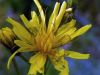 Crepis paludosa,
Marsh Hawk's Beard,
Radicchiella a tappo giallastro