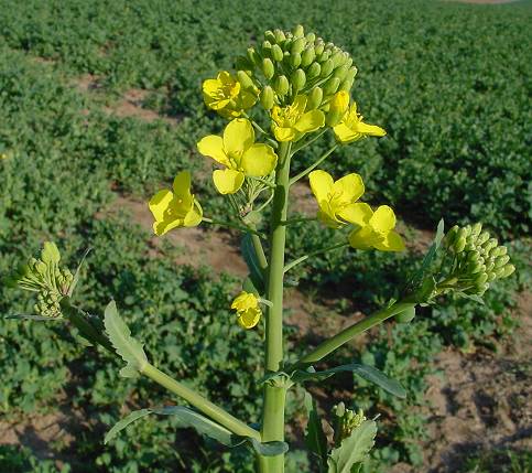 Brassica napus L.