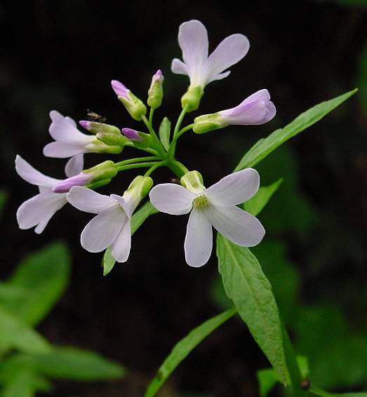 Cardamine bulbifera,
coralroot bittercress,
Dentaria minore Cardamine bulbifera,
coralroot bittercress,
Dentaria minore