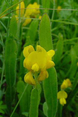 Genista sagittalis, Arrow Broom