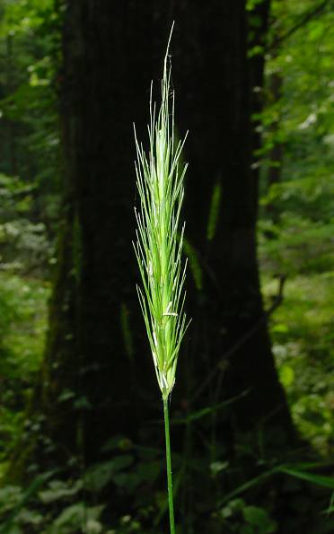 Hordelymus europaeus (L.) Harz