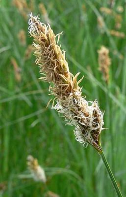 Carex disticha - 